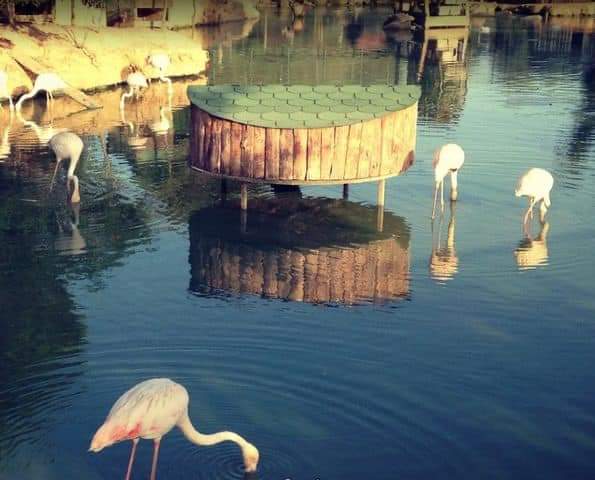 نشاطات مجمع اسطنبول للطبيعة والمعيشة